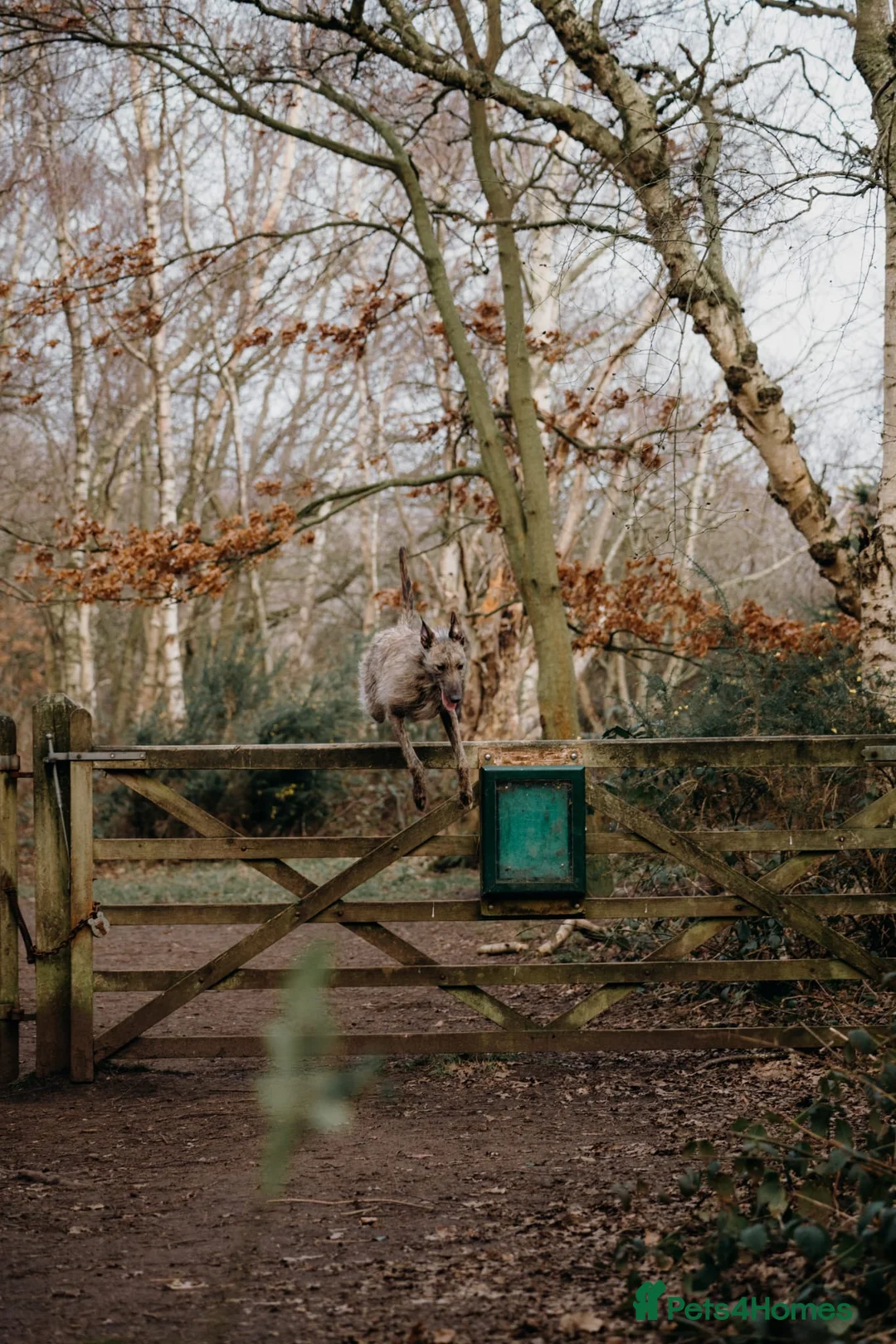 Lurcher dogs for sale: 2 year old lurcher - Advert 7