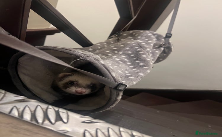 Ferret rodents Female 6moths Ferret - Advert 2