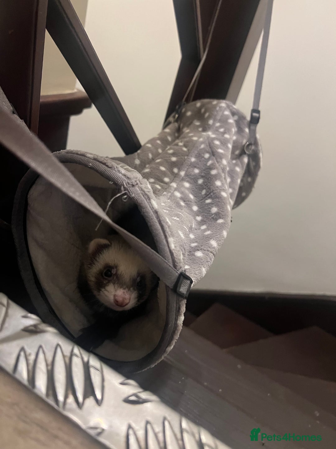 Ferret rodents for sale: Female 6moths Ferret - Advert 1