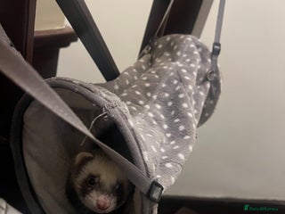 Ferret rodents Female 6moths Ferret - Advert 12