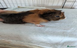 Guinea Pig rodents for sale: Guinea pig boys long haired - Image 3