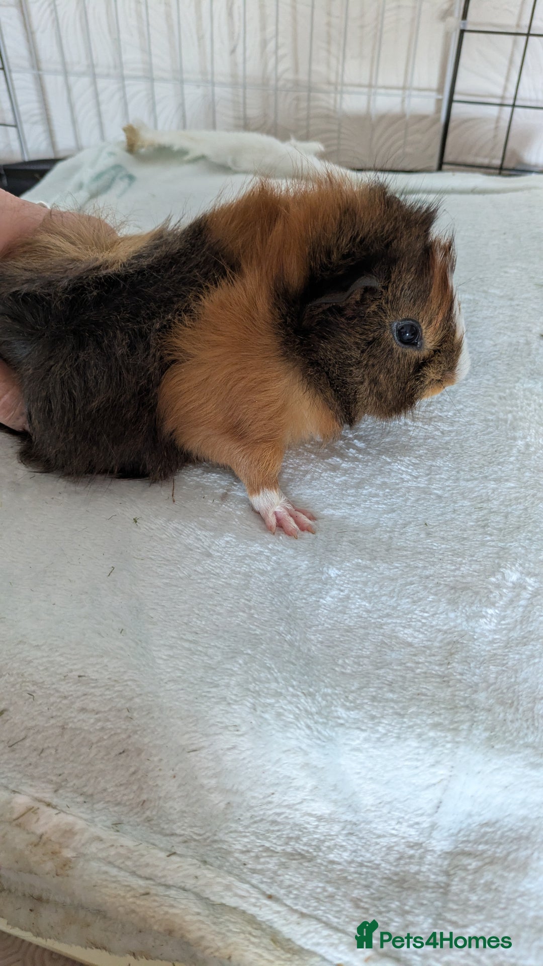 Guinea Pig rodents for sale: Guinea pig boys long haired - Image 3