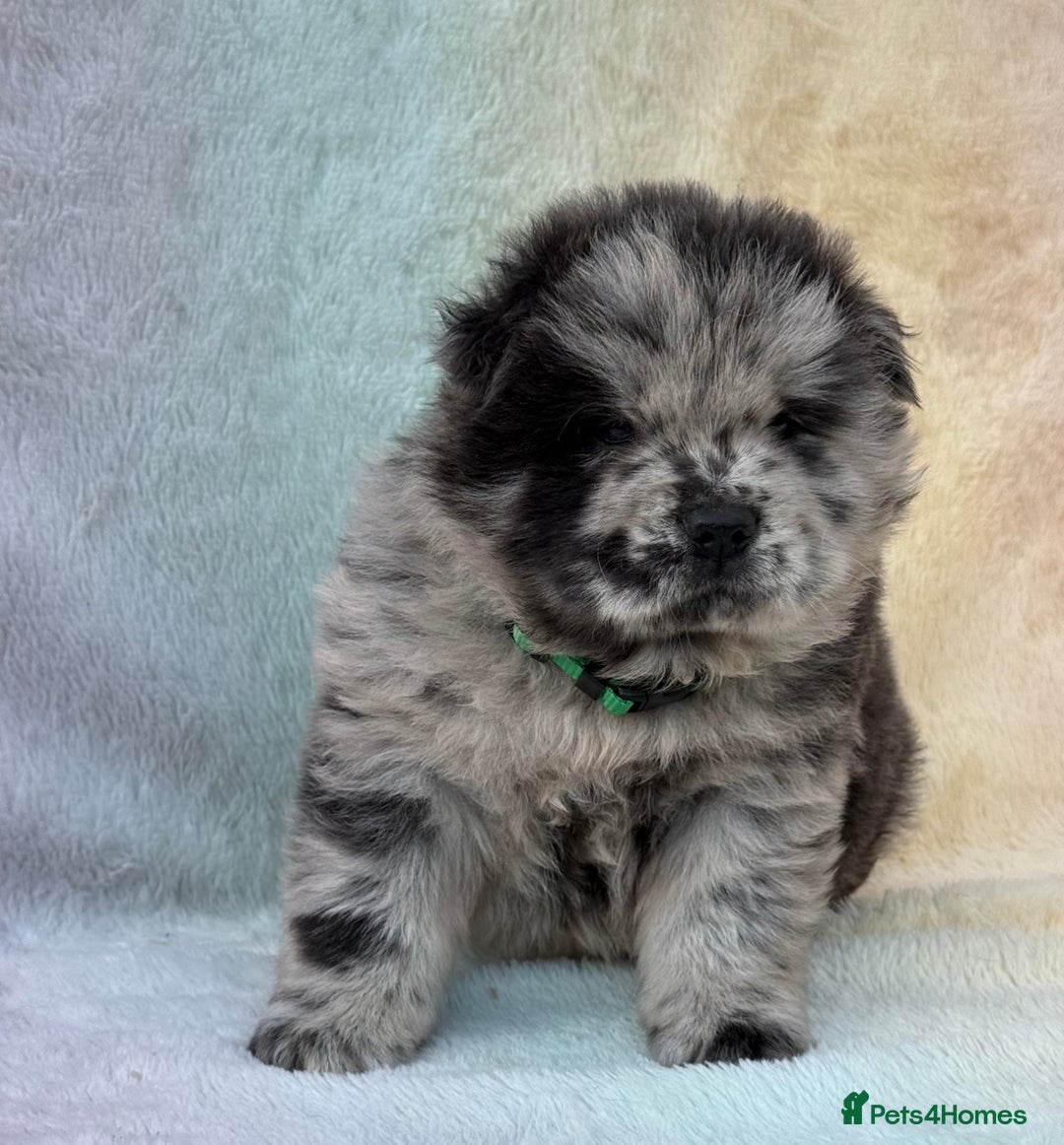 Chow Chow dogs for sale: American Blood Line Chow Chow Puppies  - Advert 23
