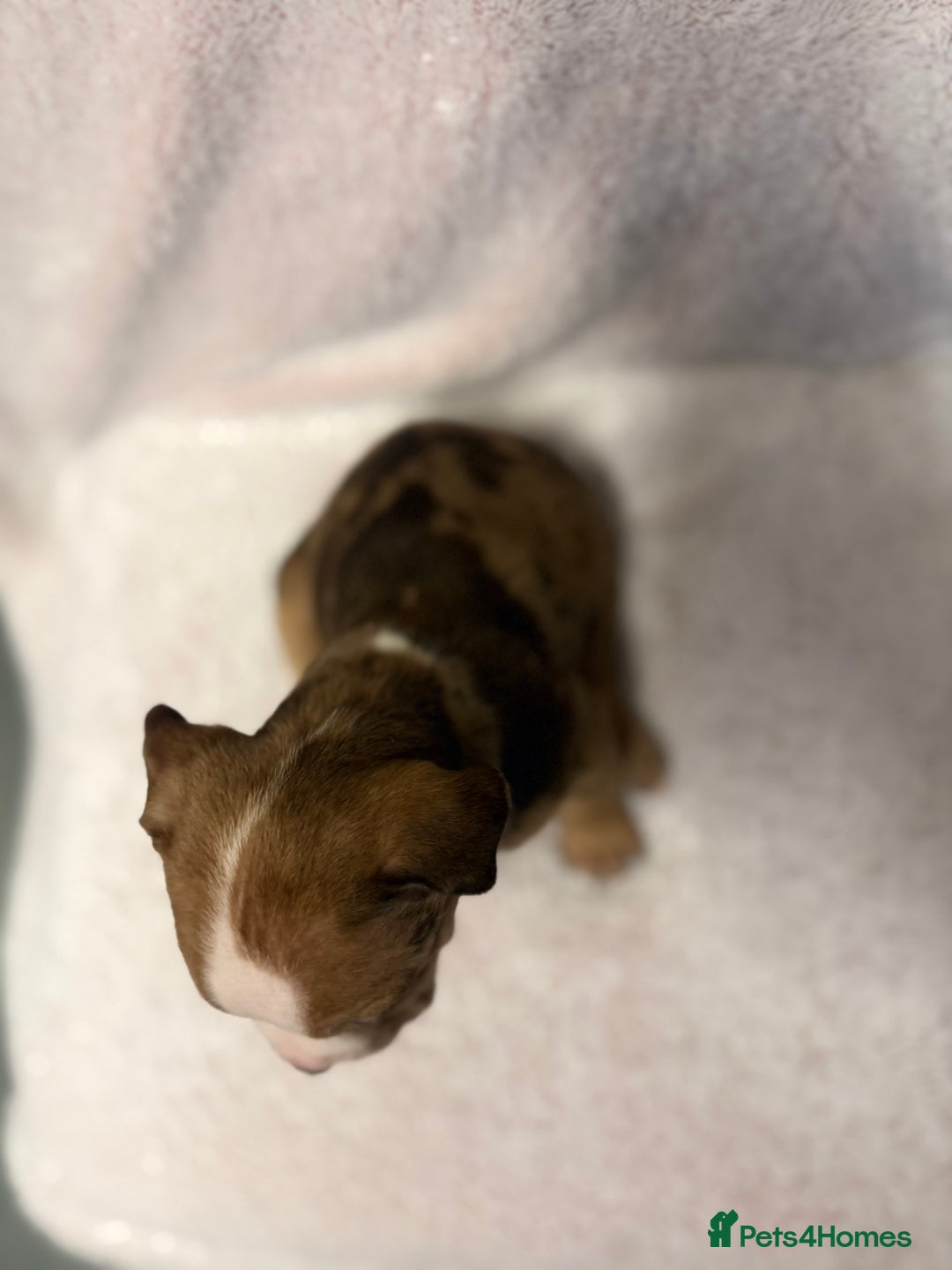 Mixed Breed dogs for sale: Cane Corso mixed  - Advert 14