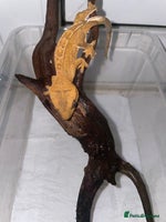 Gecko reptiles 5 baby crested geckos for sale various morphs - Advert 1