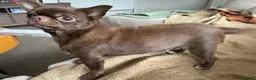 Chihuahua dogs for sale: Two rare Russian, three year-old adult Chihuahuas - Advert 4