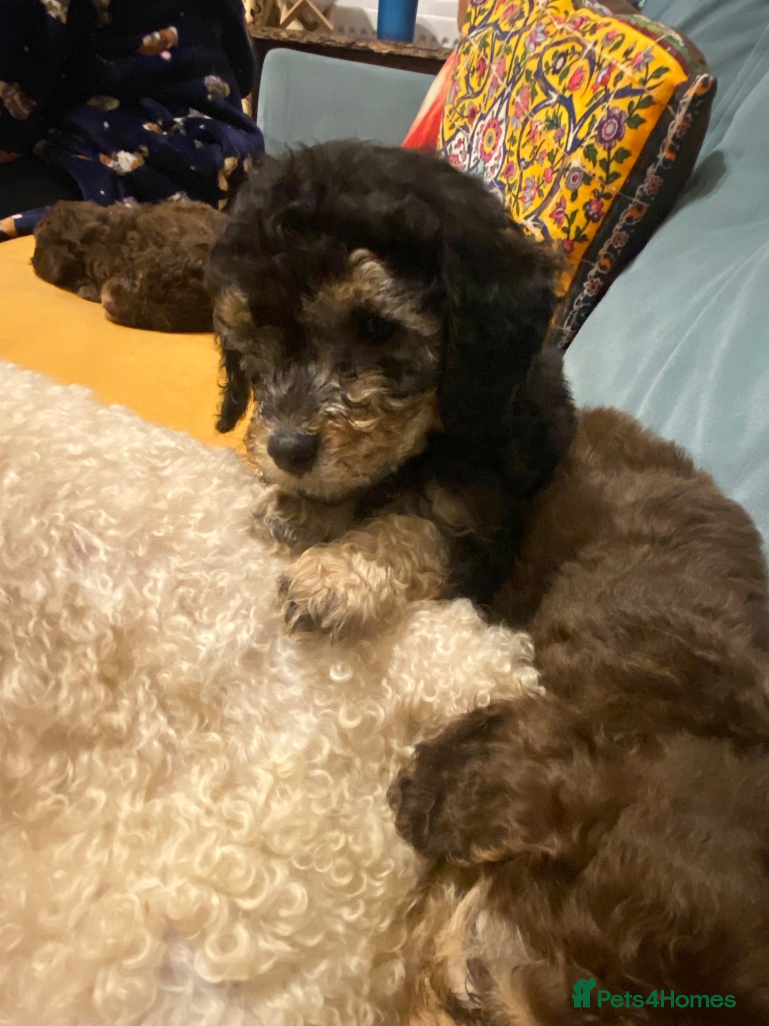 Toy Poodle dogs Beautiful litter of toy poodles  - Advert 13