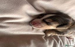 Cockapoo dogs for sale: Beautiful Cockerpoo puppies - Image 17