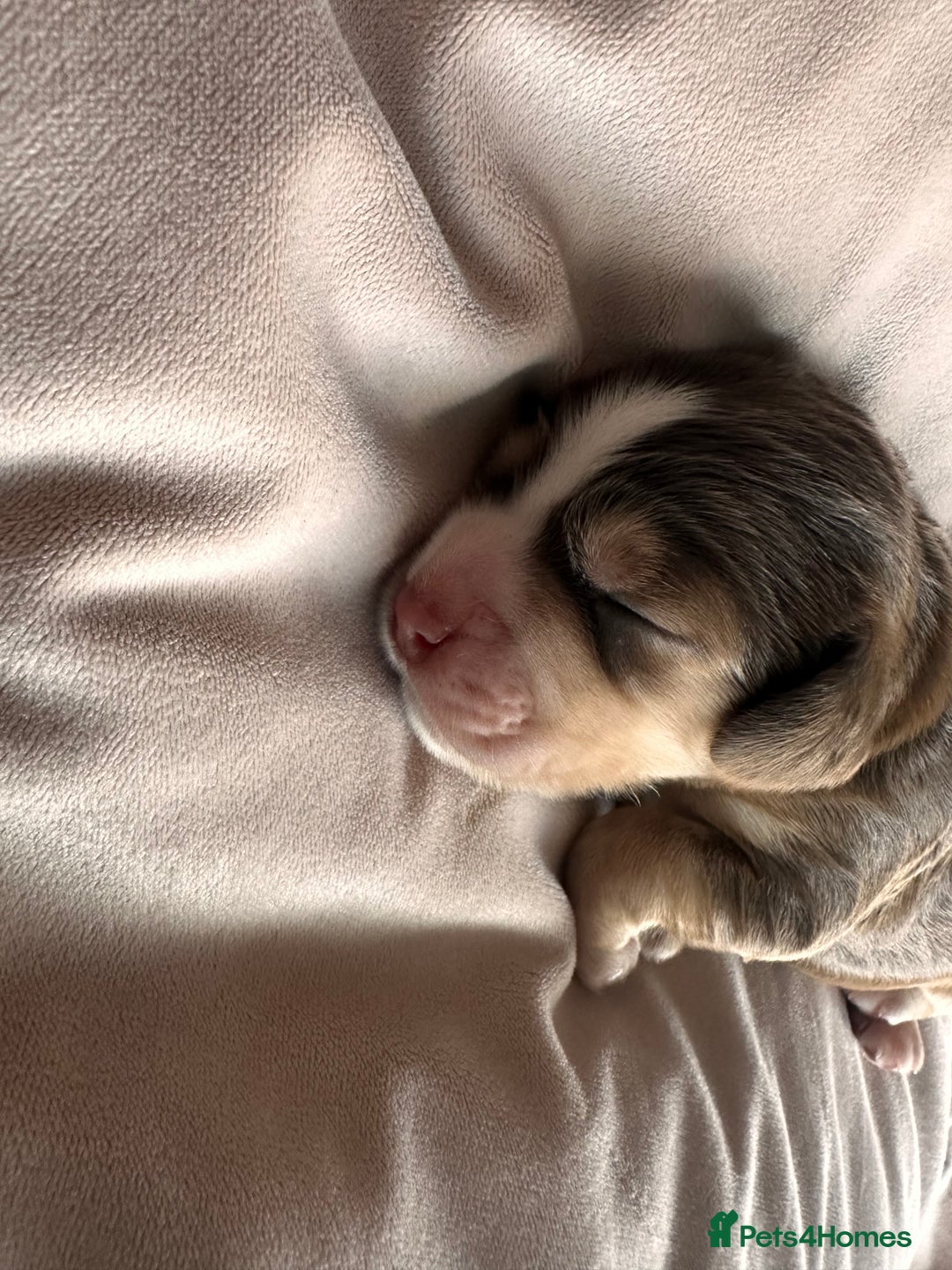 Cockapoo dogs for sale: Beautiful Cockerpoo puppies - Image 17