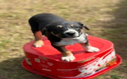 Mixed Breed dogs for sale: collie x Huntaway  pups one boy left  - Image 21
