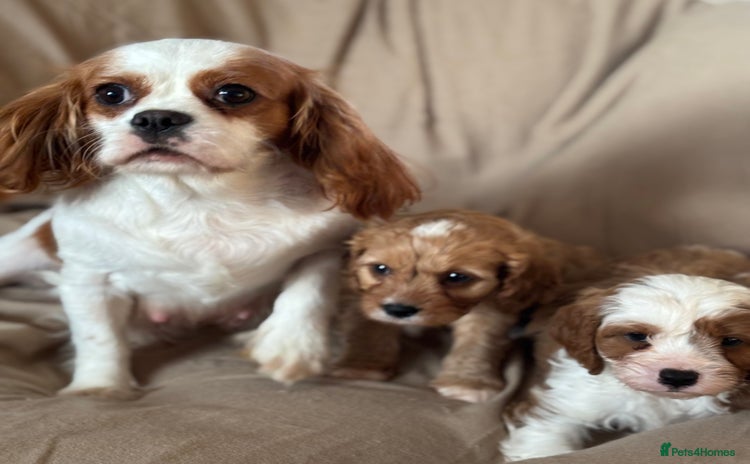 Cavapoo dogs - Advert 4