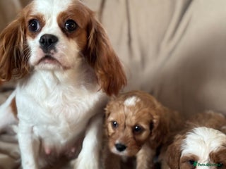 Cavapoo dogs - Advert 23