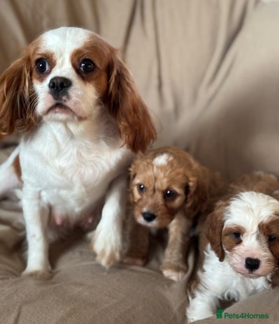 Cavapoo dogs - Advert 1