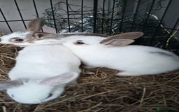 Mixed Breed rabbits for sale: Super friendly rabbits for sale. - Image 1