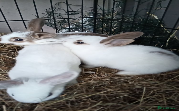 Mixed Breed rabbits - Advert 14