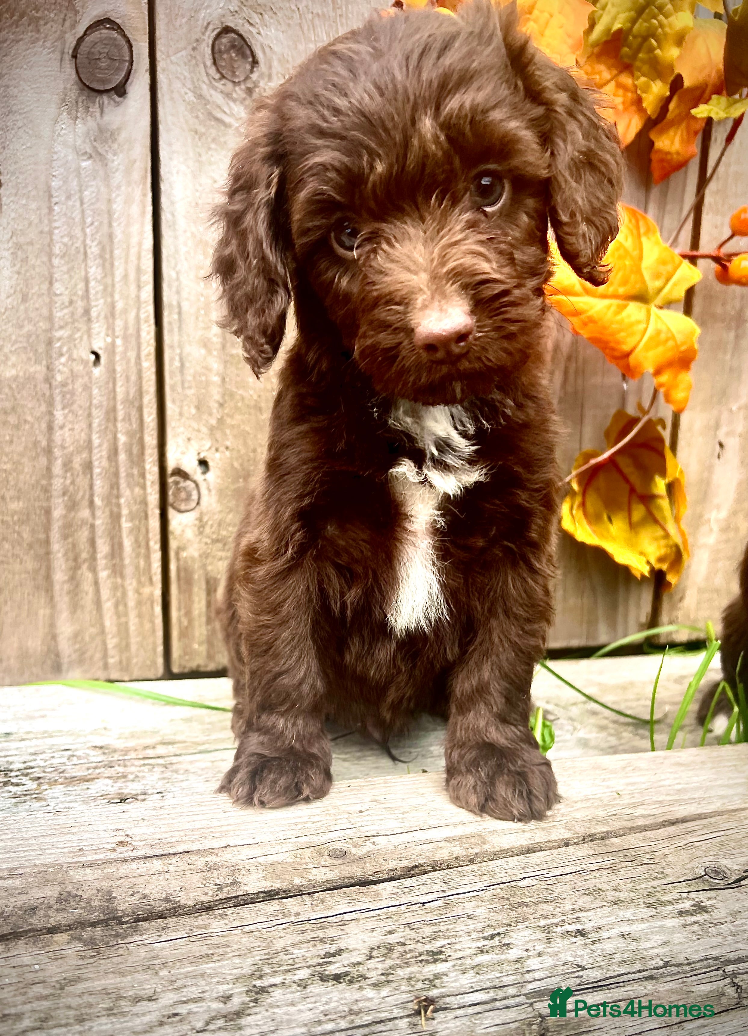 Sproodle dogs Rare Sproodle Doodle Merle Chocolate Puppies  - Advert 2