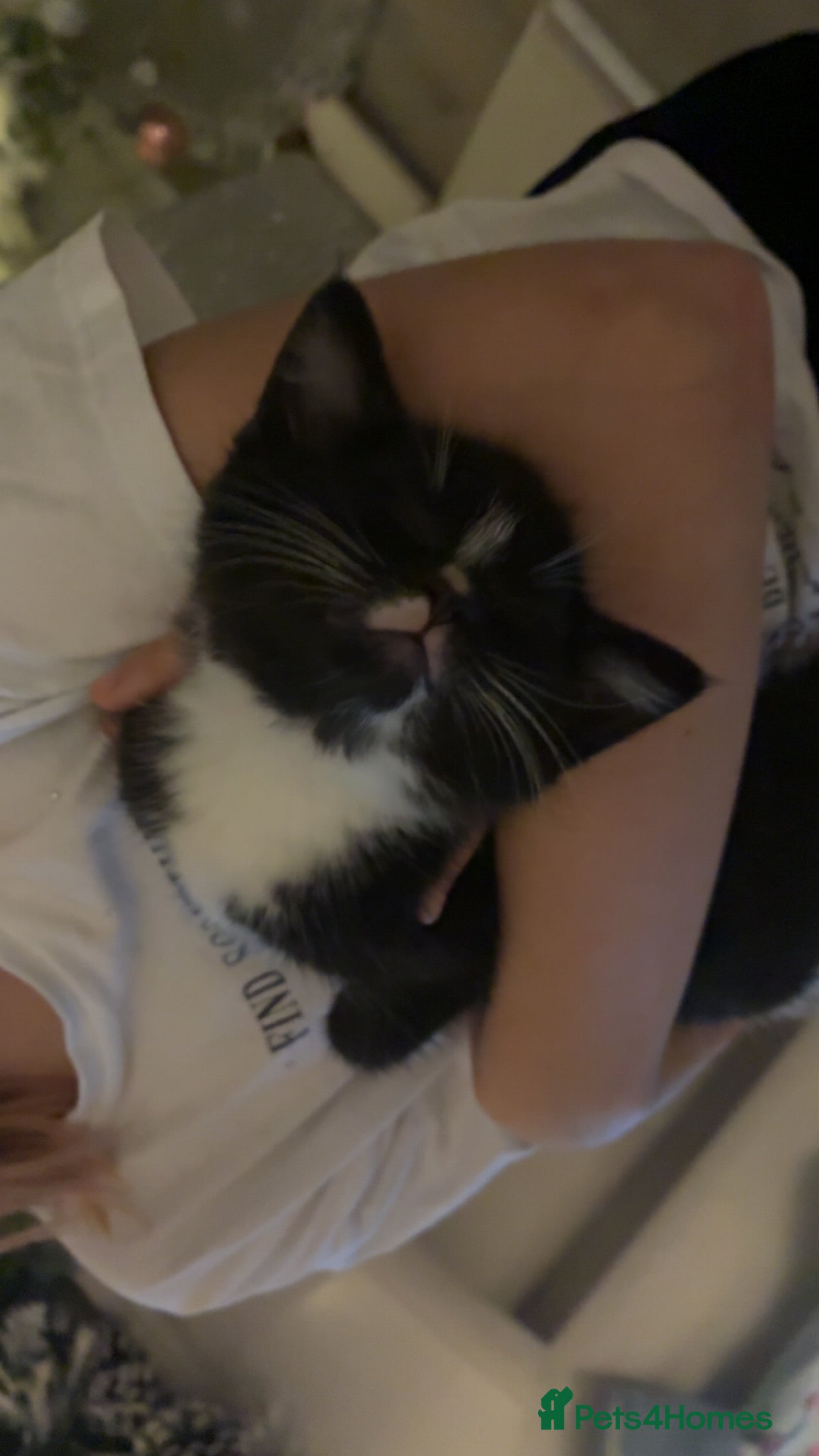 Mixed Breed cats 2 adorable kitten for sale - Advert 2