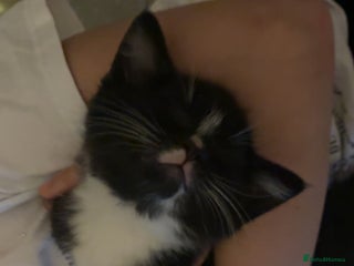 Mixed Breed cats 2 adorable kitten for sale - Advert 2