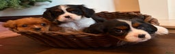Cavalier King Charles Spaniel dogs for sale: Gorgeous Cavalier King Charles Spaniel Boys - Advert 11
