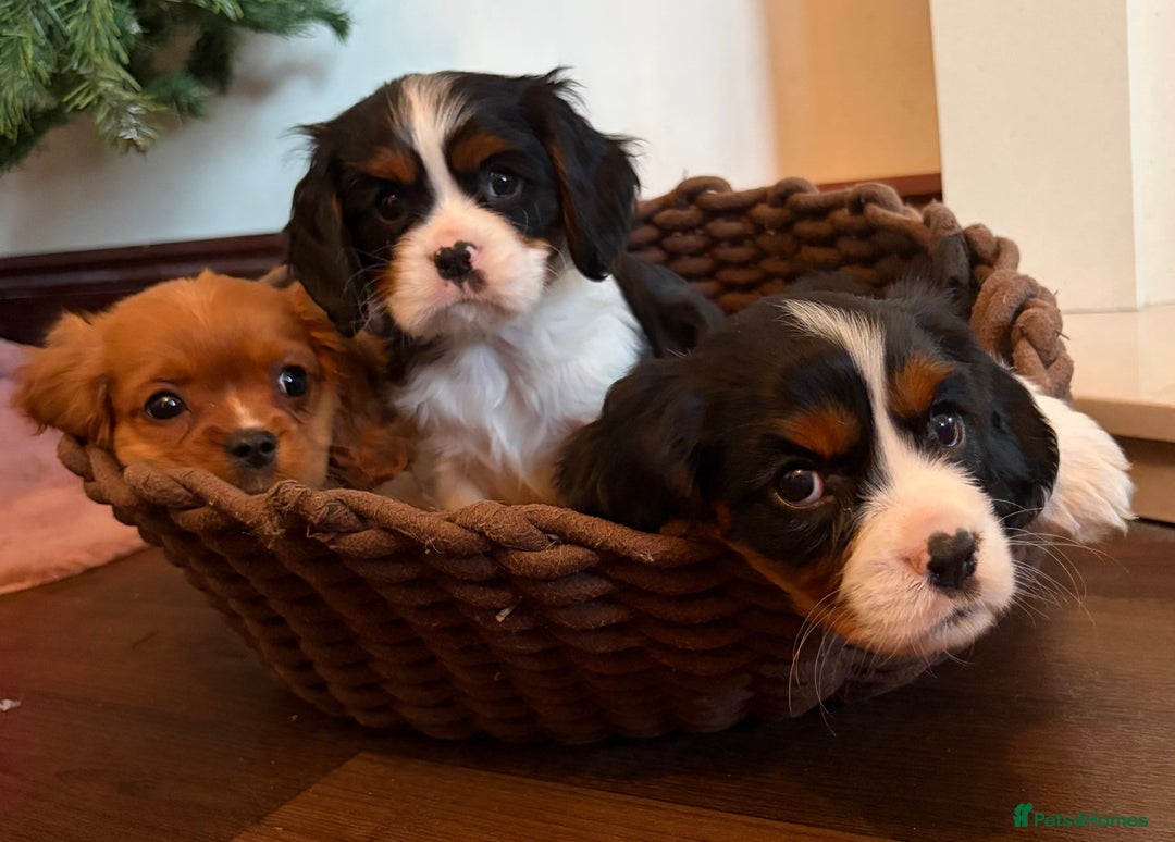 Cavalier King Charles Spaniel dogs for sale: Gorgeous Cavalier King Charles Spaniel Boys - Advert 11