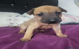 Mixed Breed dogs for sale: Belgian Malinois X Shar-pei puppies  - Image 24