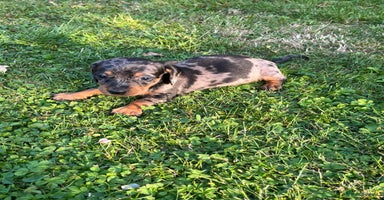 Dachshund dogs - Advert 7