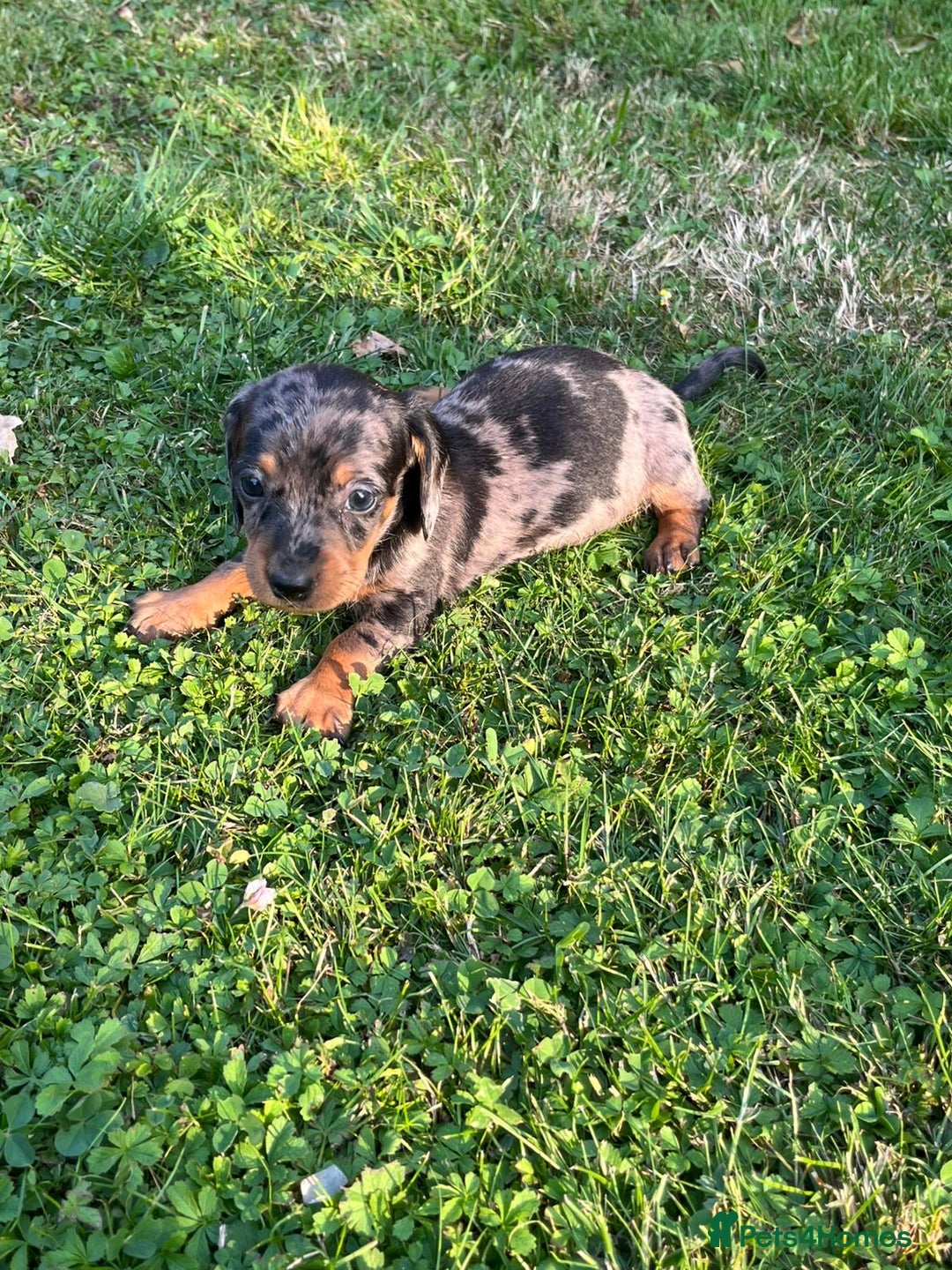 Dachshund dogs for sale: Gorgeous dachshund puppies - Image 2