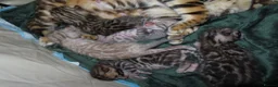 Bengal cats for sale: Spots and Sass | TICA BENGAL KITTENS in Birmingham - Advert 9