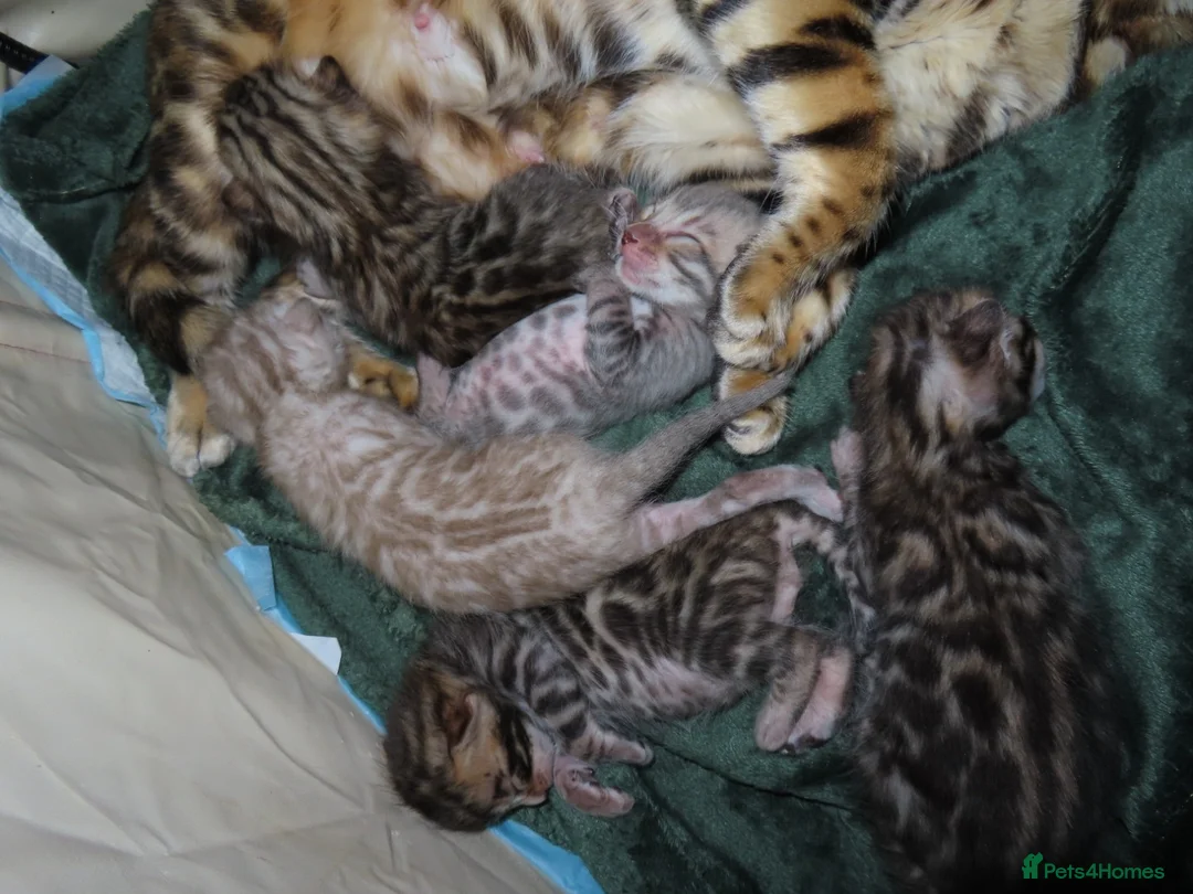 Bengal cats for sale: Spots and Sass | TICA BENGAL KITTENS in Birmingham - Advert 9