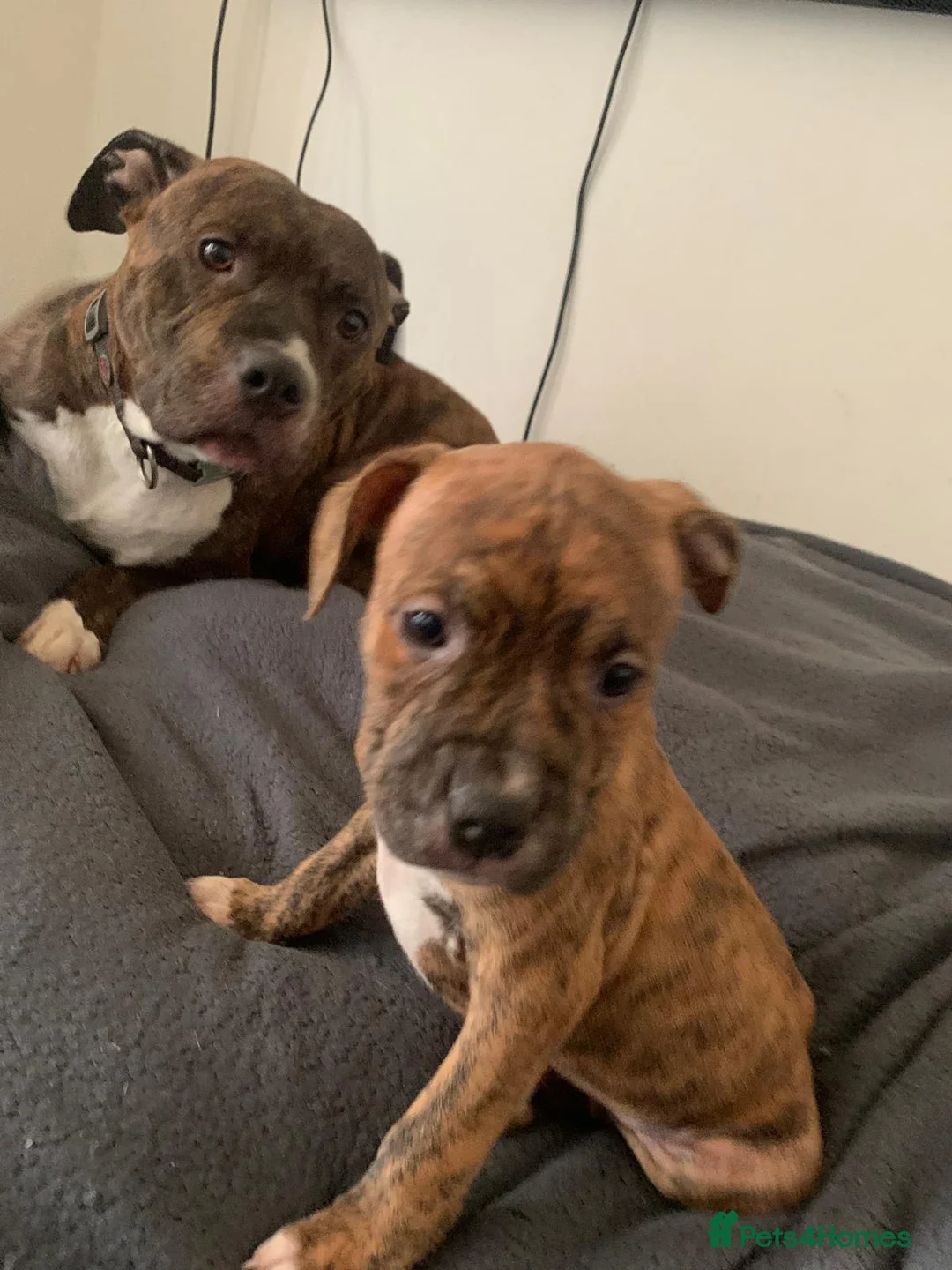 Staffordshire Bull Terrier dogs for sale: Five female small dogs and three male small dogs. - Advert 13