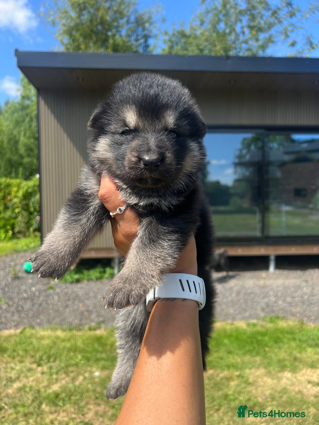 German Shepherd dogs for sale: ❤️KC HEALTH TESTED PARENTS ❤️ - Image 17
