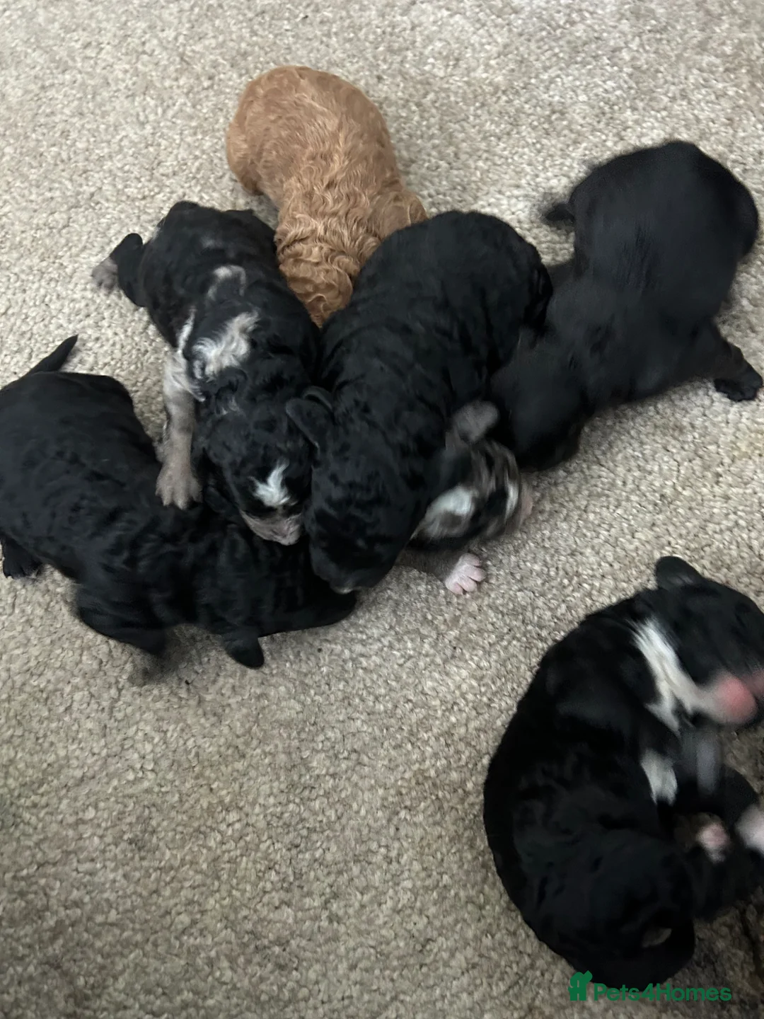 Cockapoo dogs for sale: F1 cockapoo in Morpeth - Advert 5