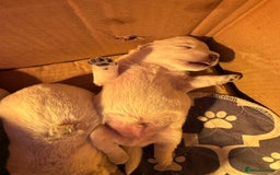 West Highland Terrier dogs for sale: Adorable westie - Advert 2