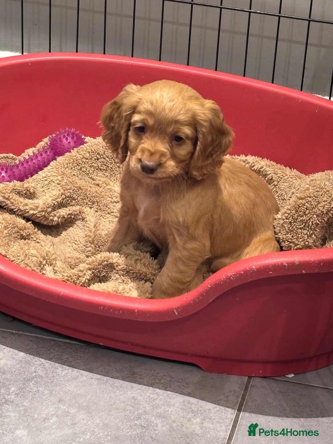 Cocker Spaniel dogs for sale: Working cocker spaniel now ready - Advert 16