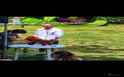 Toy Poodle dogs for sale: Deep red extra Tiny toy poodle KC registered puppy - Image 14