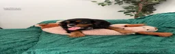 Cavalier King Charles Spaniel dogs for sale:     Puppies – Ready for Their Forever Homes - Advert 3