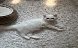 Persian cats for sale: Persian female kitten Lily  - Image 5