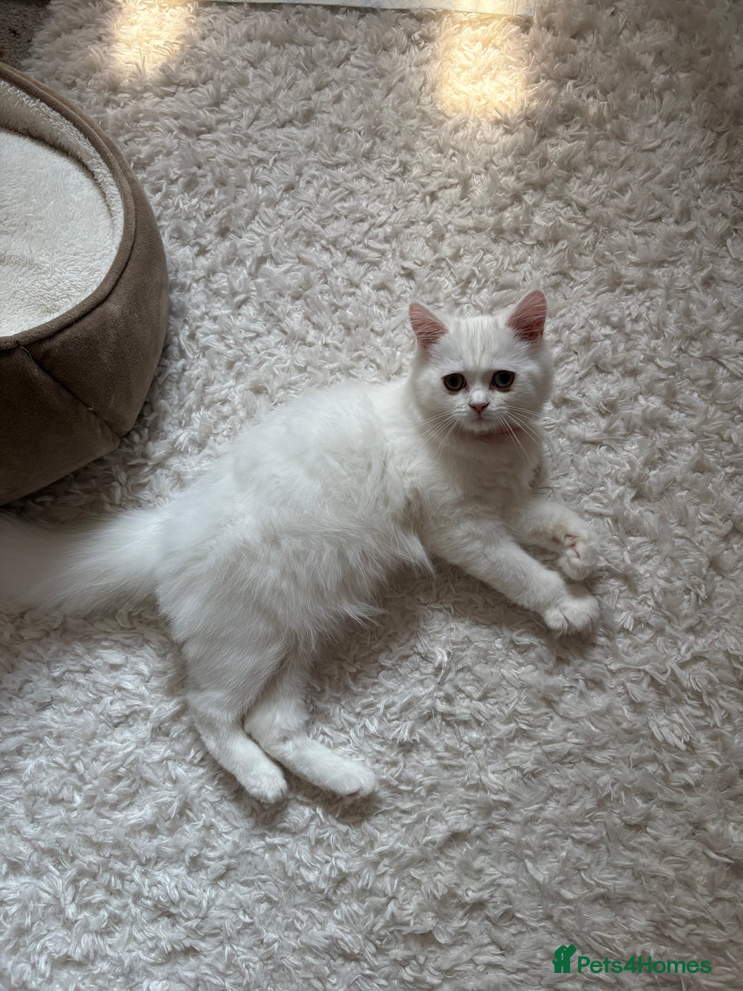 Persian cats for sale: Persian female kitten Lily  - Image 5