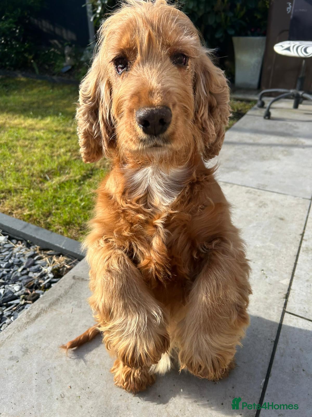Cocker Spaniel dogs Cocker spaniel female 6years old  - Advert 8