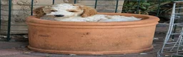 Goldendoodle dogs for sale: 🐾 Beautiful Standard Goldendoodle Puppies 🐾 - Advert 1