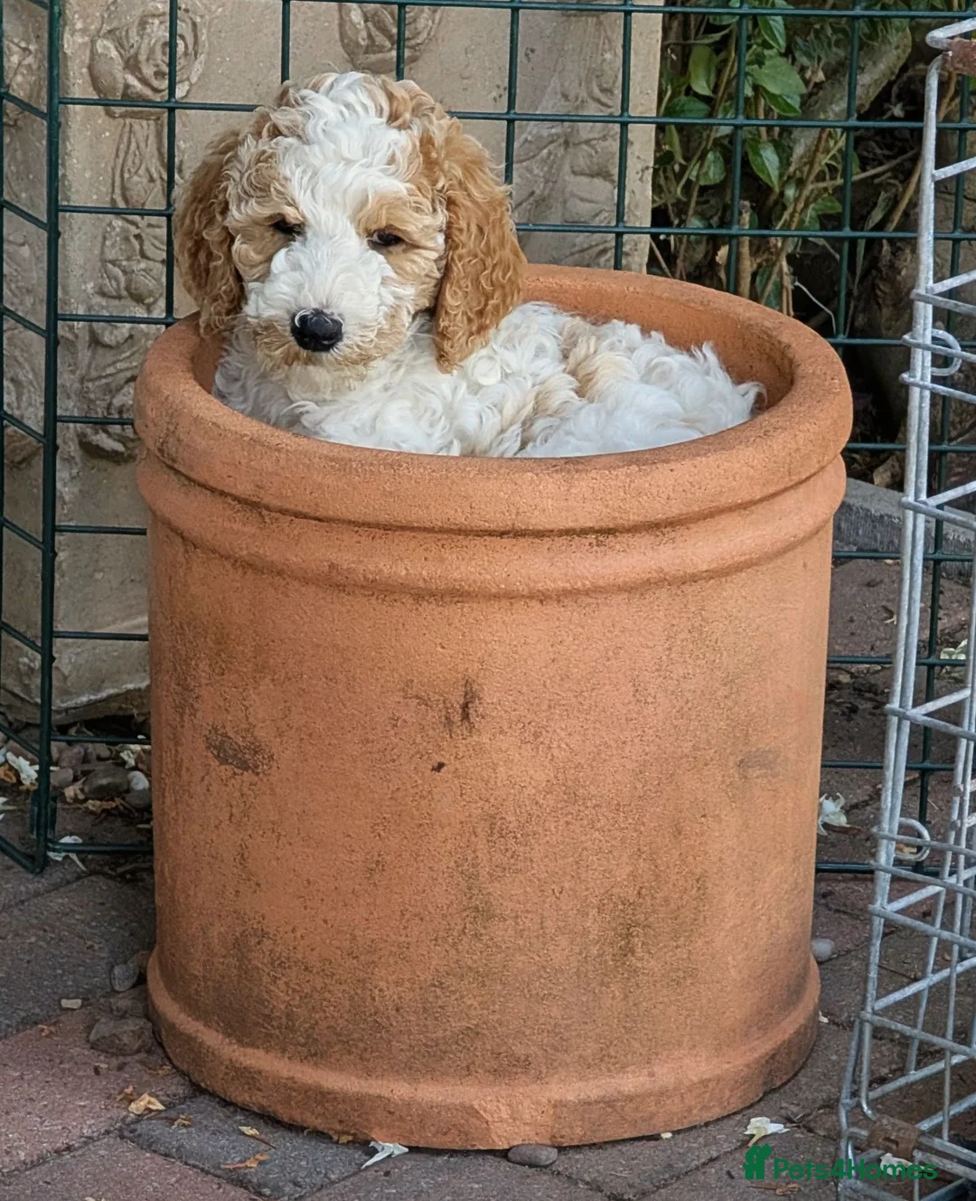 Goldendoodle dogs for sale: 🐾 Beautiful Standard Goldendoodle Puppies 🐾 - Advert 1