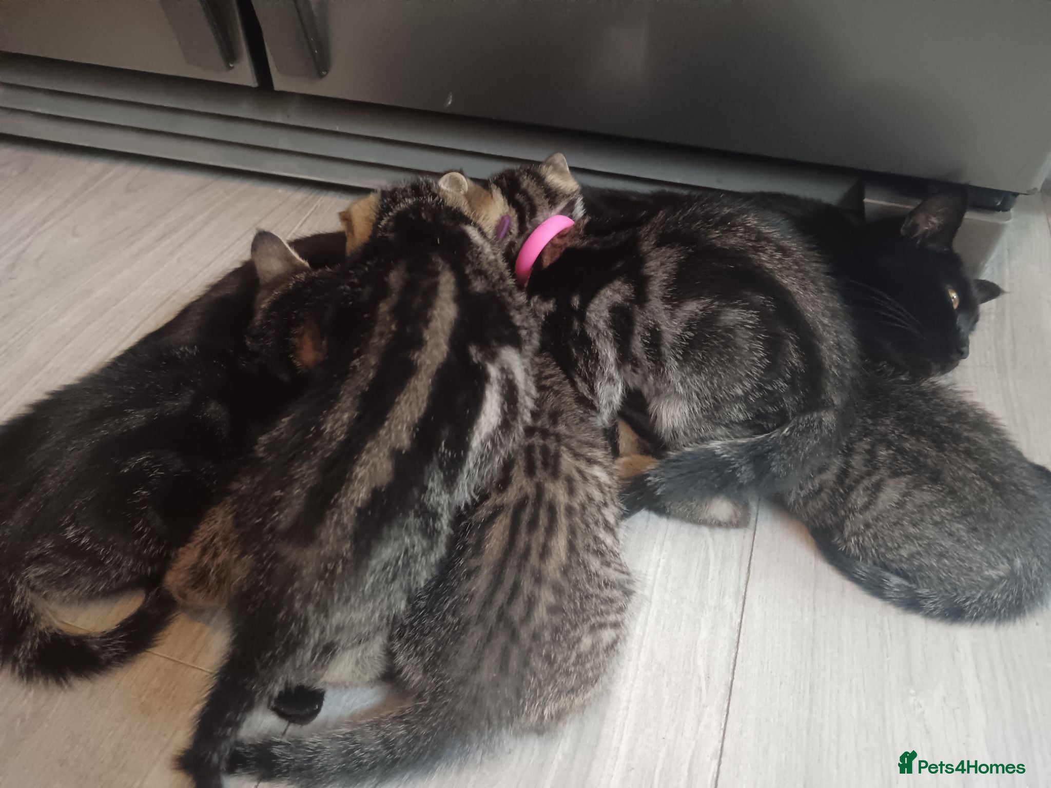 Mixed Breed cats 5 Beautiful Tabby Kittens  - Advert 1