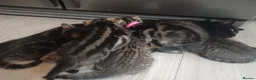 Mixed Breed cats for sale: 5 Beautiful Tabby Kittens  in Gravesend - Advert 1