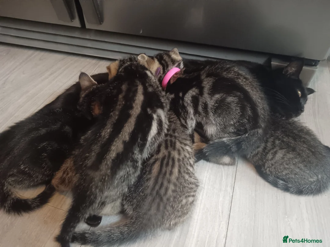 Mixed Breed cats for sale: 5 Beautiful Tabby Kittens  in Gravesend - Advert 1