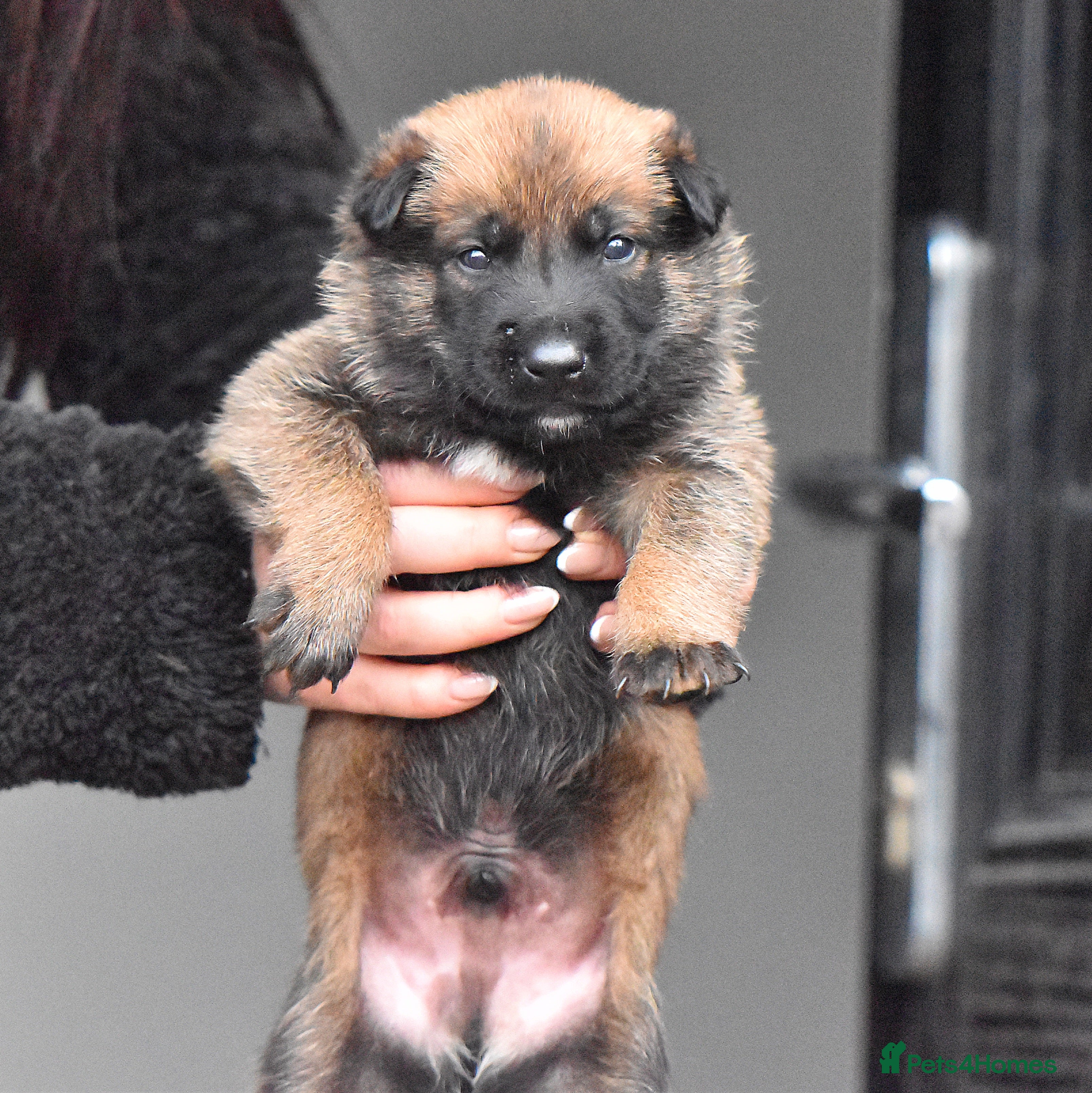 Belgian Shepherd Dog dogs Exclusive bloodlines  - Advert 2