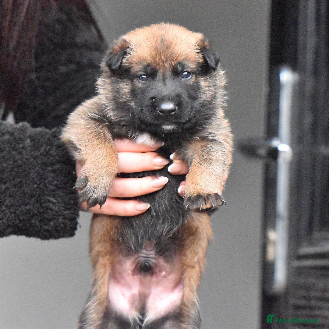 Belgian Shepherd Dog dogs for sale: Exclusive bloodlines  - Advert 7