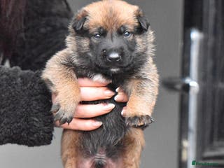 Belgian Shepherd Dog dogs Exclusive bloodlines - Advert 2