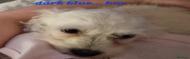 Mixed Breed Puppy 1