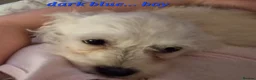 Mixed Breed dogs for sale: Bichon freise cross Bichon terrier  - Advert 5