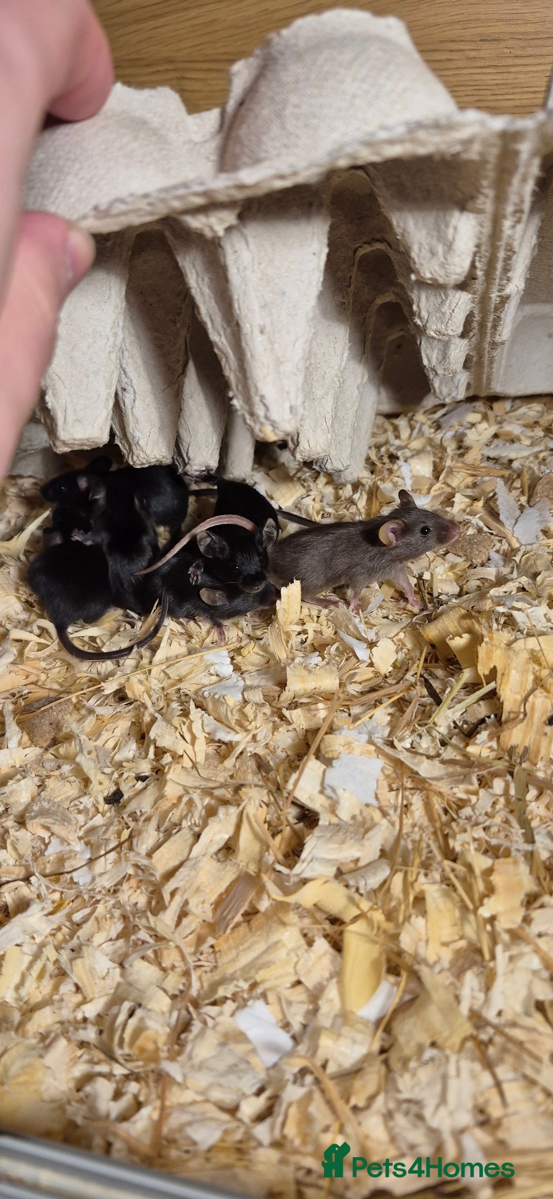 Mouse rodents for sale: Male Mice - Image 2